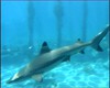 Locataires du lagon de Polynésie, les innofensifs requins à pointe noire.