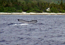 Vidéo Moorea